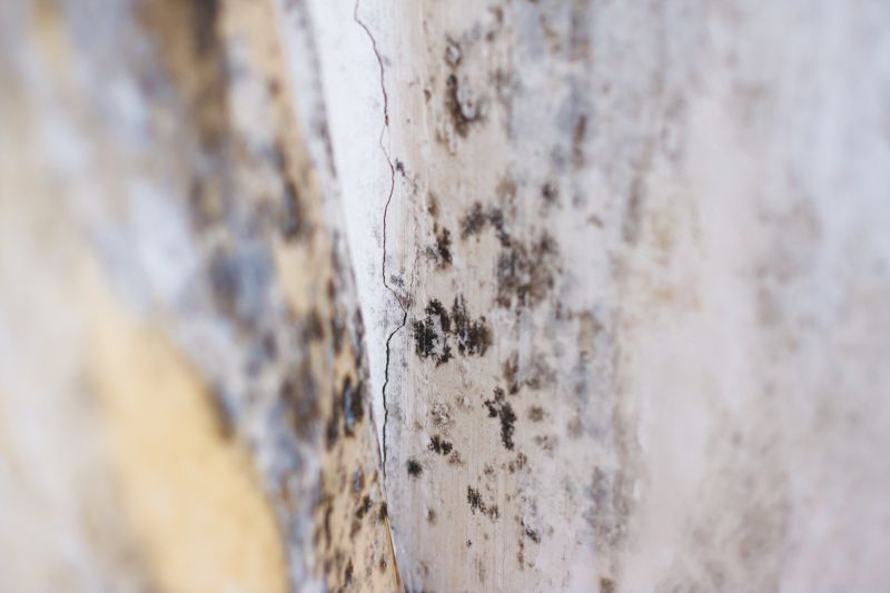 Black Mold Remediation in Boca Raton, FL
