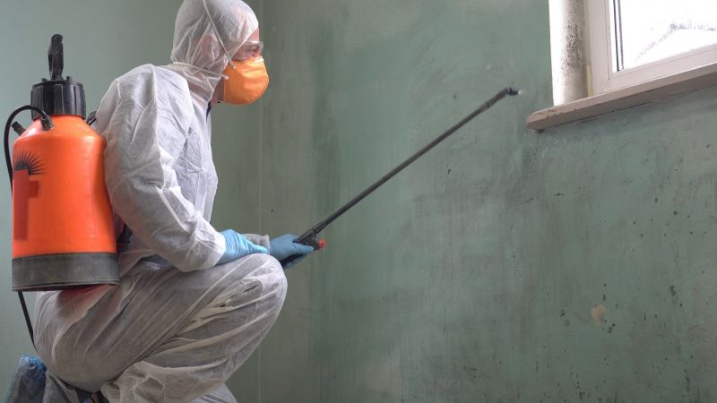 Black Mold Removal in Rockwall, TX