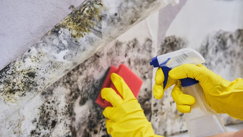 Mold Restoration in Dallas, TX