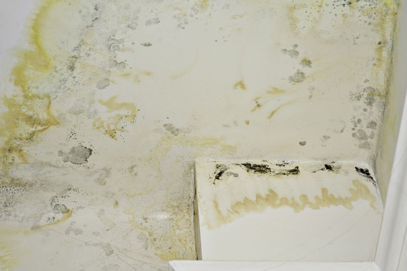 Mold Restoration in Frisco, TX