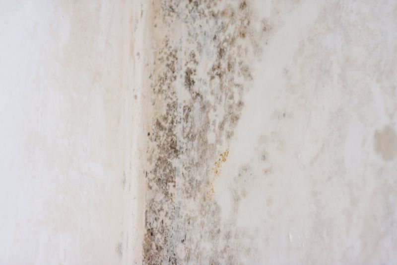 White Mold Mitigation in Bergen County, NJ