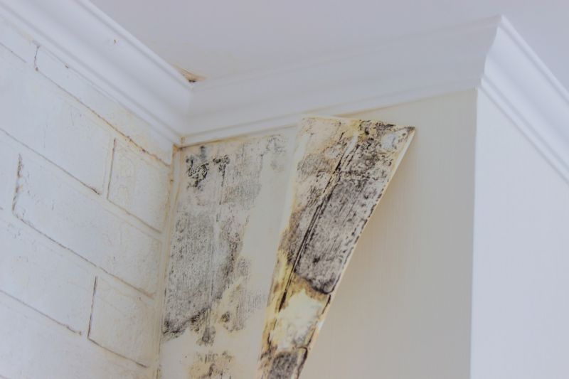 White Mold Mitigation in Bergen County, NJ